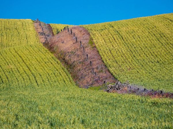 Gulin, Sylvia 아티스트의 USA-Washington State-Winona winter wheat with fence line running through middle of field작품입니다.